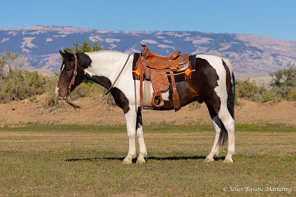 cowboy-mounted-shooting-tennessee-walking-pony