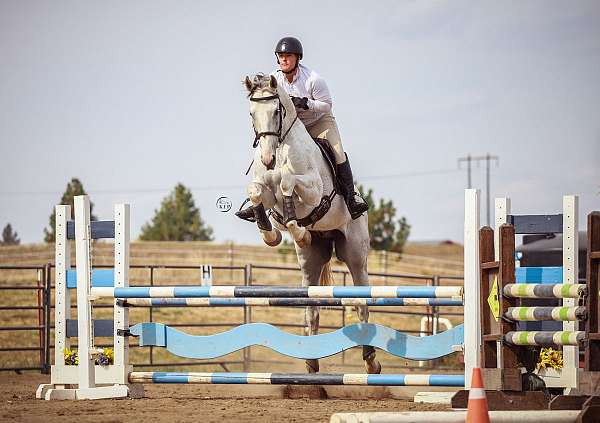 jumper-thoroughbred-horse