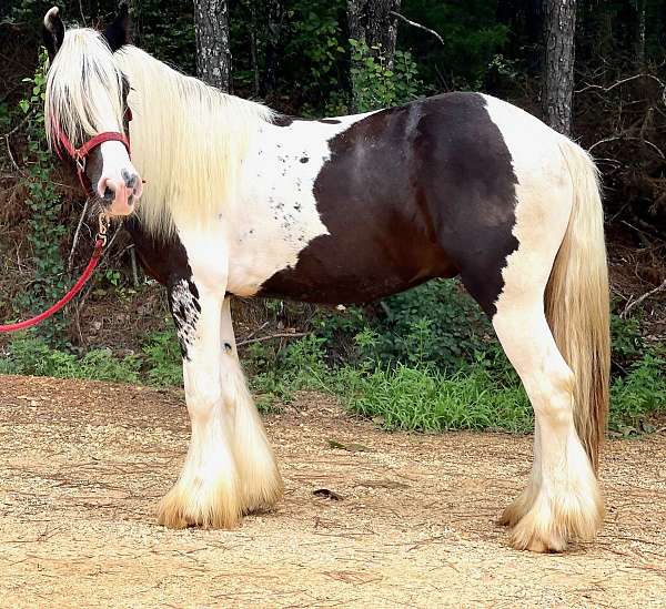 piebald-gypsy-vanner-horse