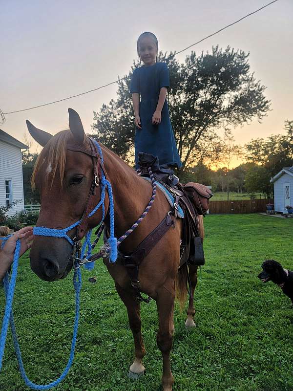 broke-to-ride-quarter-horse