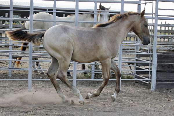 aqha-quarter-horse-colt