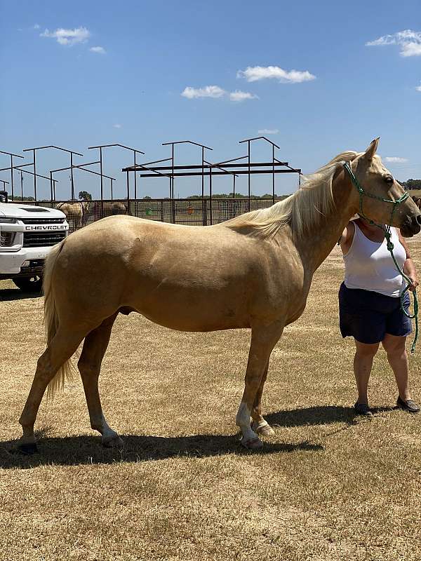 palomino-gelding-quarter-horse