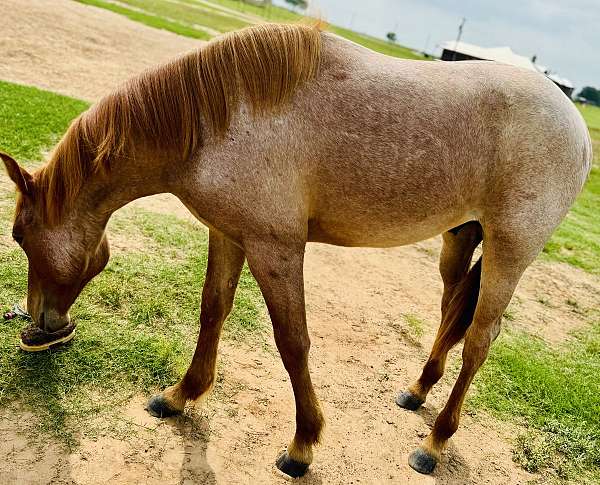 red-roan-colt-quarter-horse