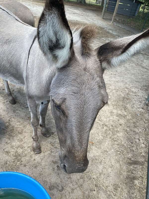 donkey-mare