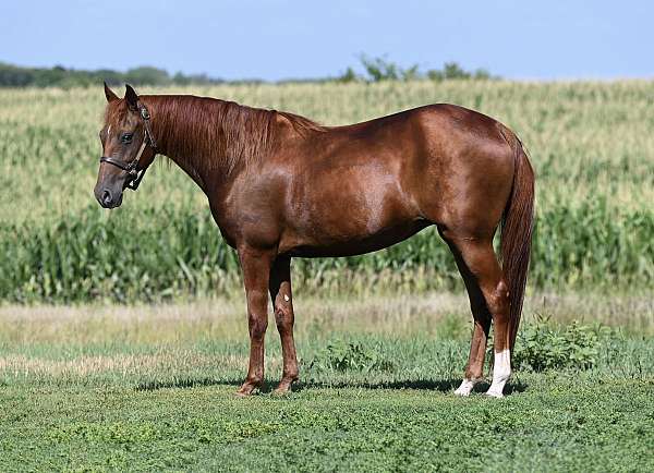 trail-class-competition-missouri-fox-trotter-horse