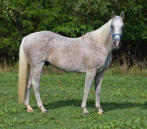 flea-bitten-gray-horse