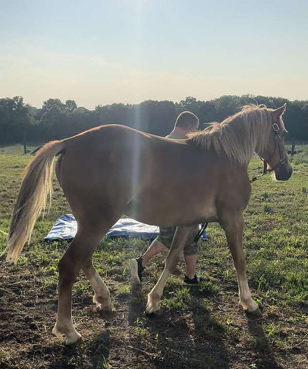 working-belgian-thoroughbred-horse