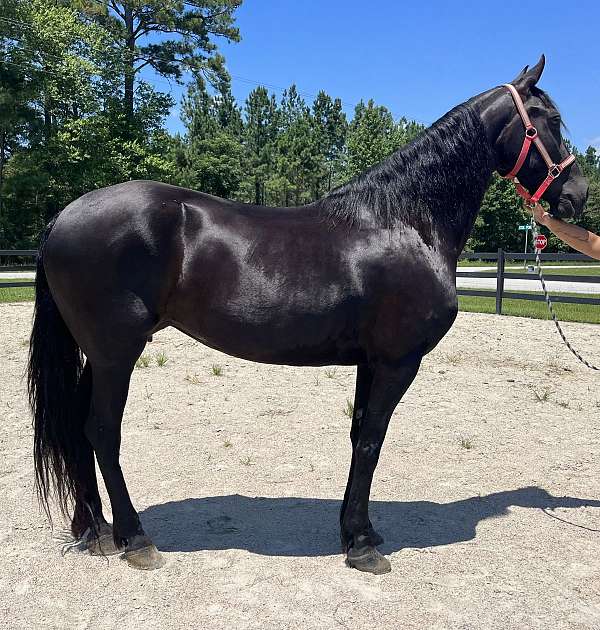 ridden-english-trail-friesian-thoroughbred-horse