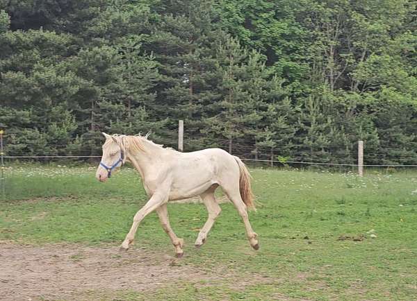 fox-hunting-connemara-pony