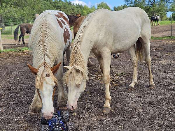 star-hind-right-sock-pony