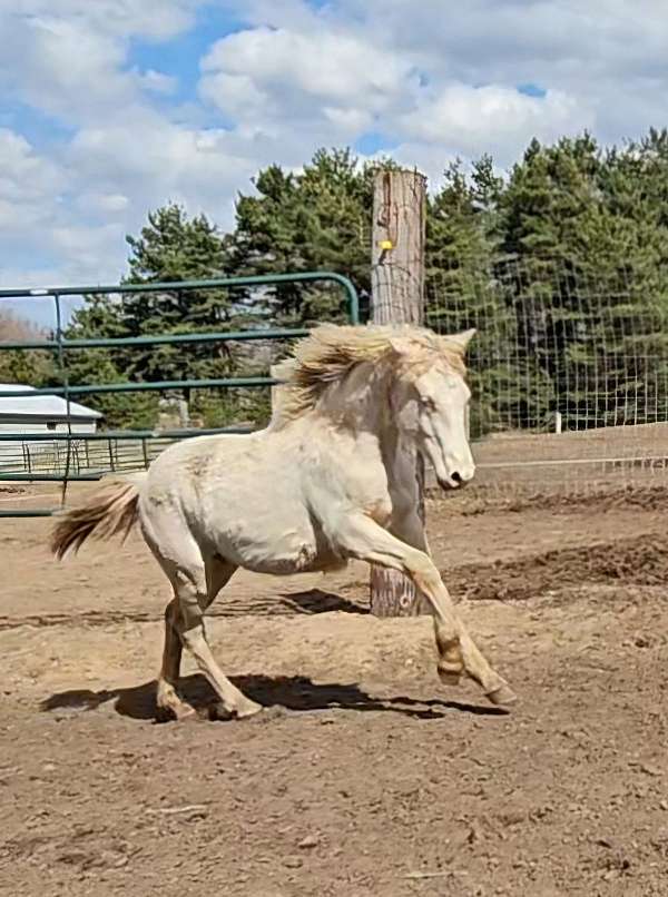 perlino-star-hind-right-sock-pony