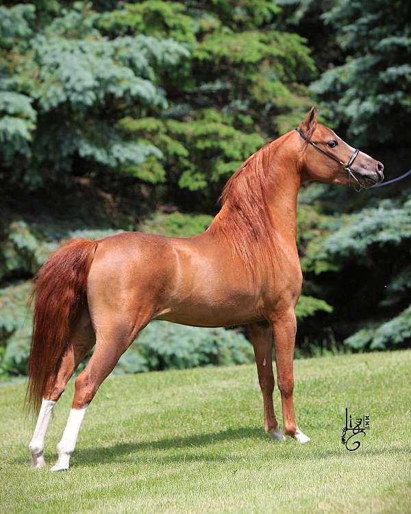 sorrel-aspc-stallion