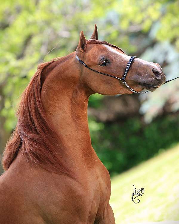 been-shown-shetland-pony