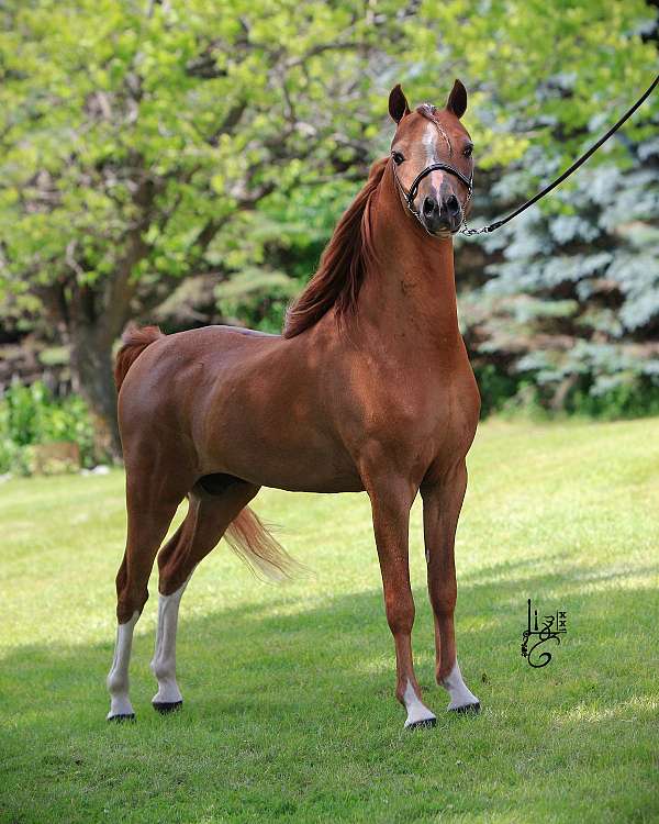 congress-shetland-pony