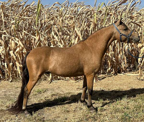 buckskin-shetland-pony-stallion