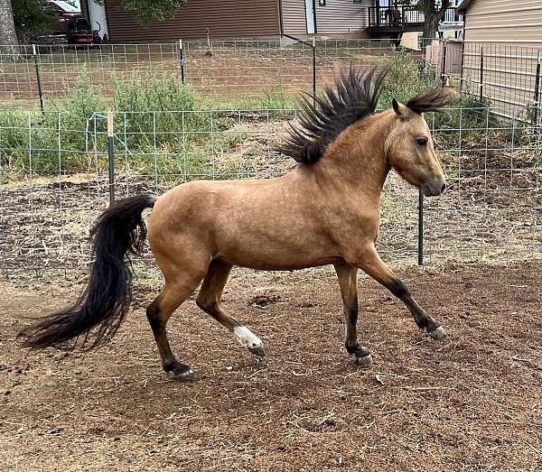 built-shetland-pony