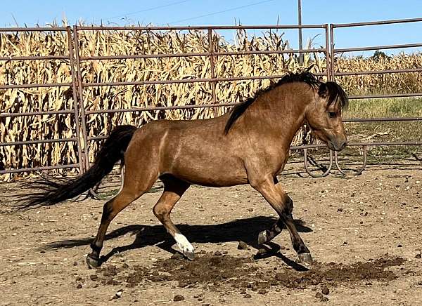 buckskin-shetland-pony-stallion