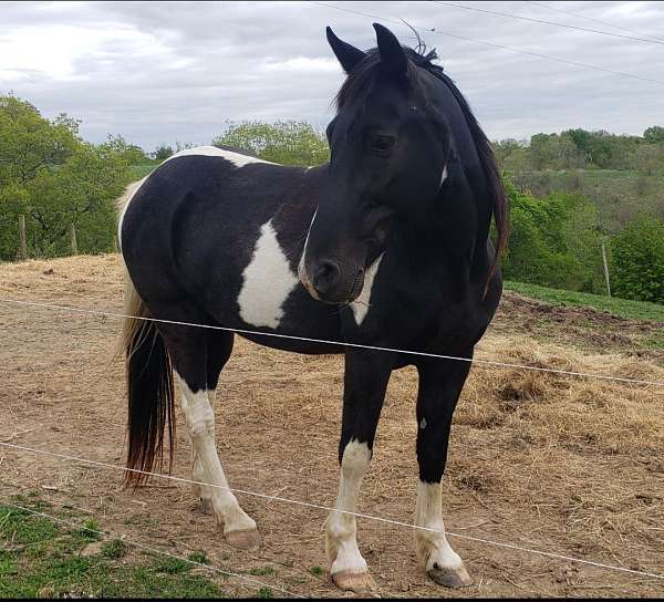 all-around-tennessee-walking-horse