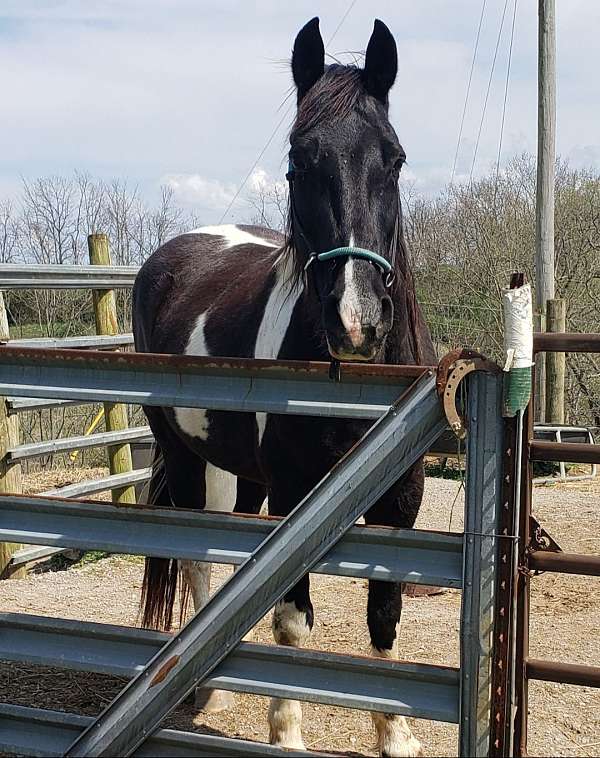 trail-tennessee-walking-horse