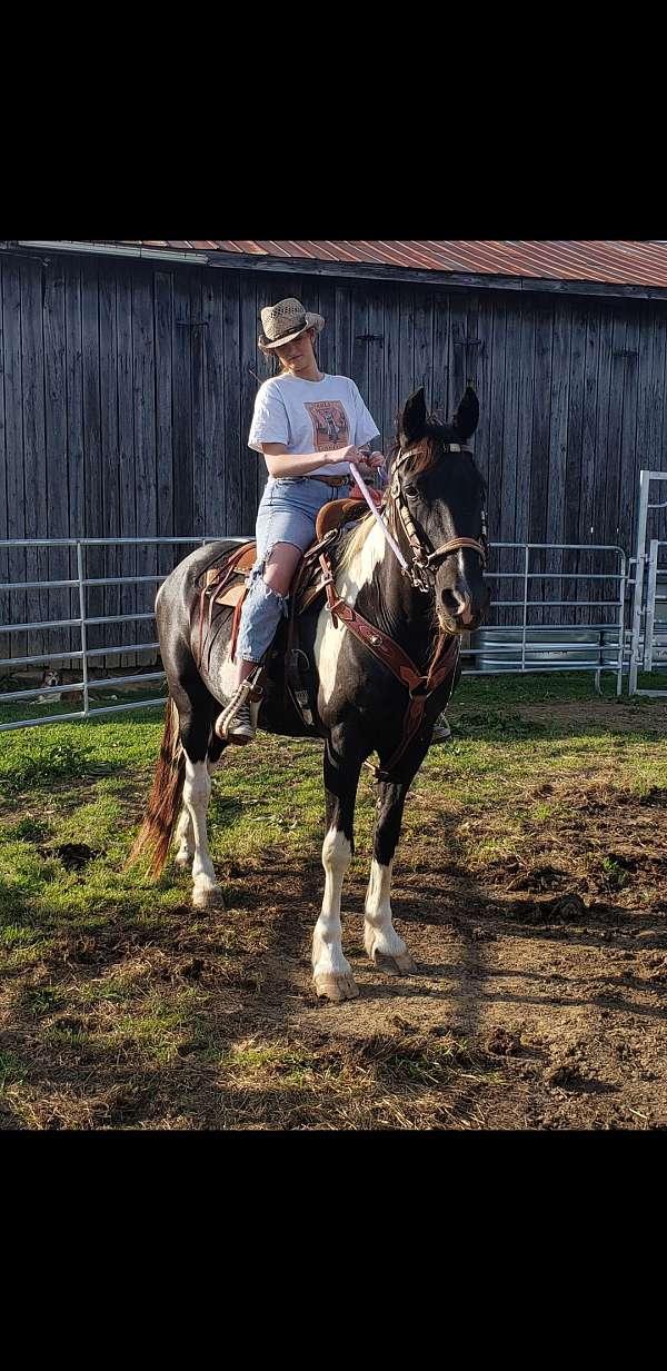 trail-riding-tennessee-walking-horse