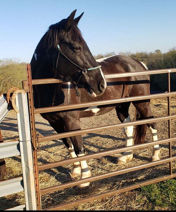 tobiano-tennessee-walking-gelding