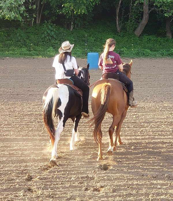 tobiano-trail-horse