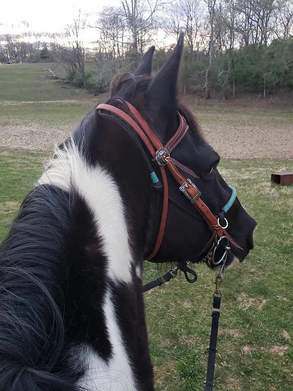 tobiano-trail-riding-horse