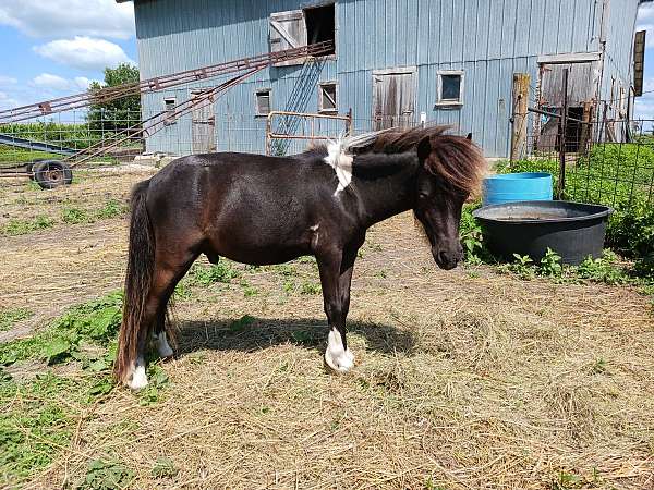 black-double-registered-flashy-horse