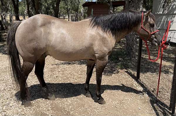all-around-ranch-versatility-quarter-horse