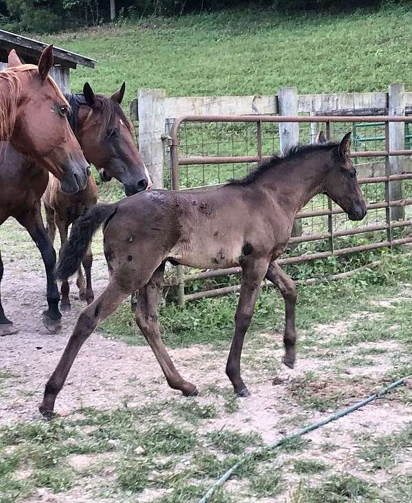 black-twh-filly-tennessee-walking-horse