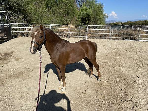 amhr-stallion