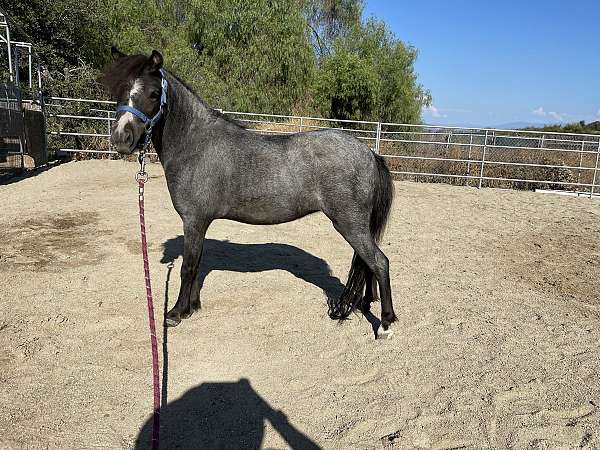 blue-roan-roan-amha-amhr-mare