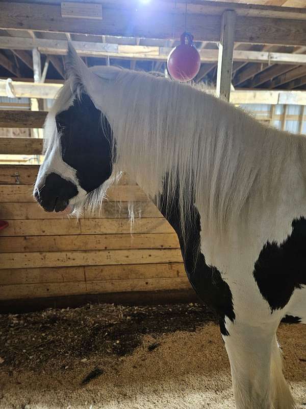 he-has-the-shape-of-new-england-on-one-side-a-horse-head-profile-other