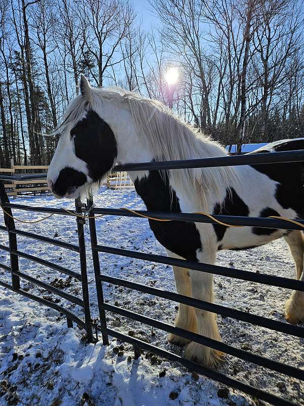 pre-gypsy-vanner-horse