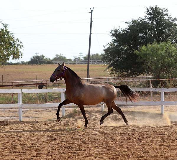 broodmare-andalusian-pony