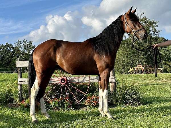 austin-standardbred-horse