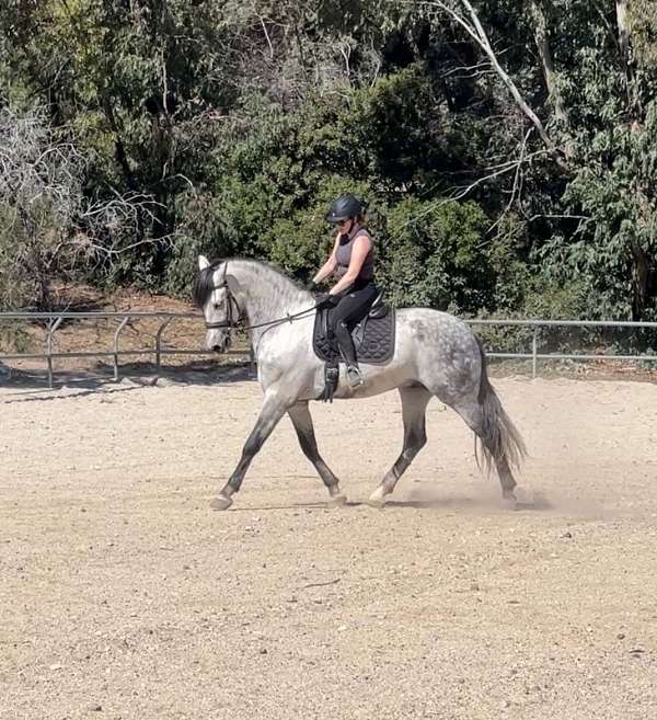 kid-andalusian-horse