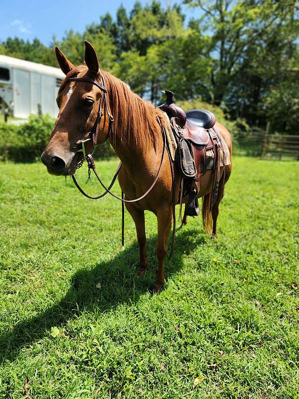 quarter-horse-mare