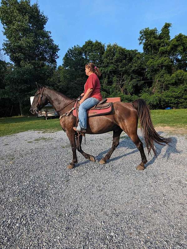 gelding-tennessee-walking-horse