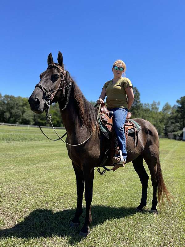 excellent-condition-tennessee-walking-horse