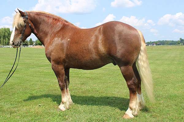 english-or-western-draft-horse