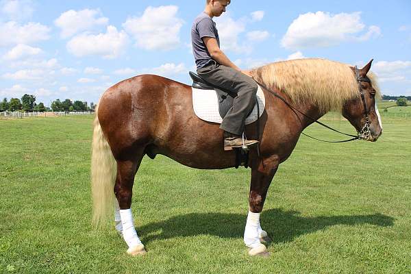 great-temperament-draft-horse