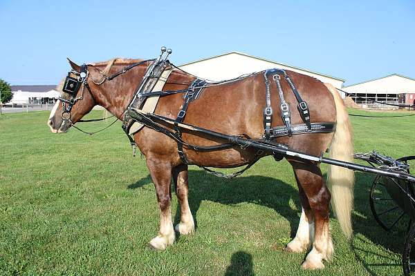 looks-draft-horse