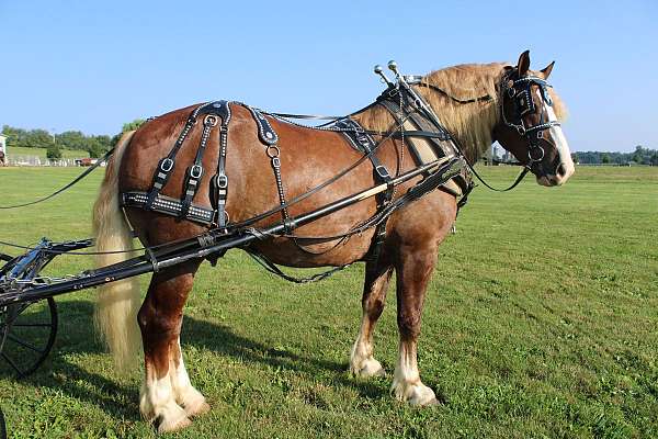 mount-draft-horse