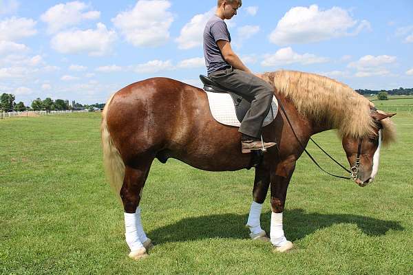 rare-draft-horse