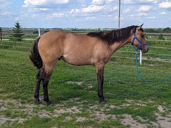 weanling-prospects-quarter-horse