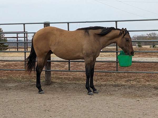 weanling-prospects-quarter-horse