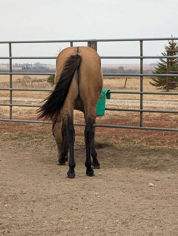 ranch-prospects-quarter-horse