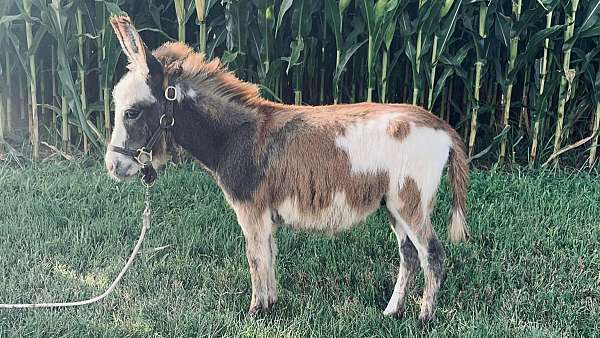 donkey-weanling