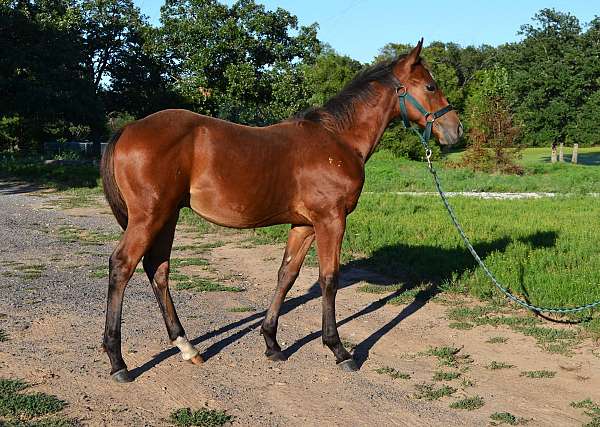 pinto-colt-weanling